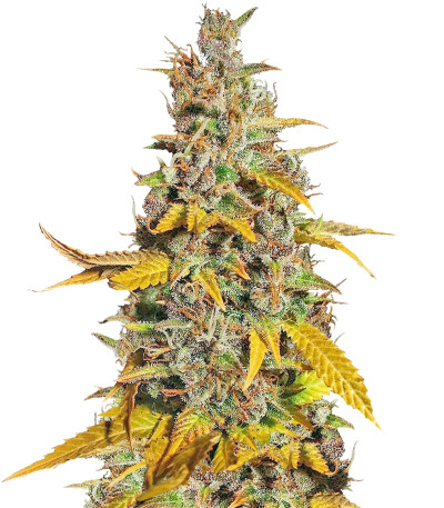 Семена сорта Lemon Kush fem (Female Seeds)