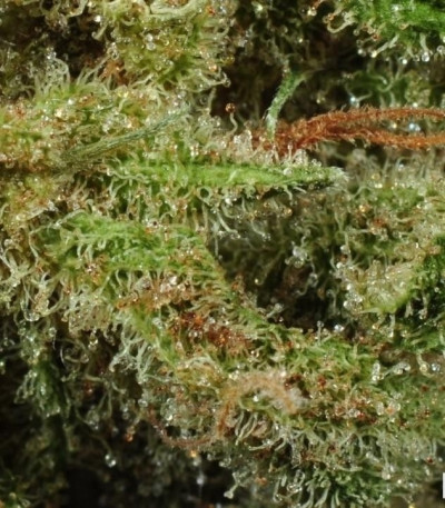 Семена сорта Super Lemon Haze fem (Green House Seeds)