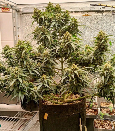 Семена сорта Gelato Auto fem (Семяныч)