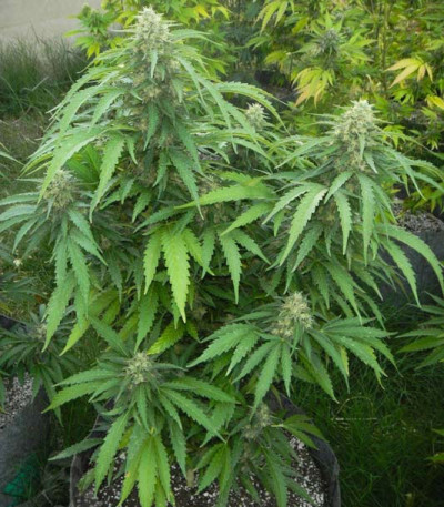 Семена сорта Raspberry Cough reg (Nirvana Seeds)