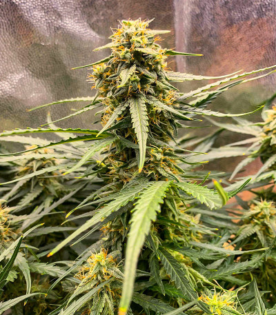 Семена конопли сорта Titan F1 Auto fem