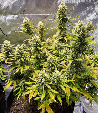 Семена сорта Wedding Cake Autoflower fem (Easy Grow Seeds)