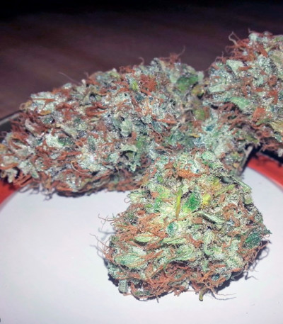 Семена сорта American Pie fem (Pyramid Seeds)