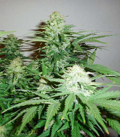 Семена сорта Easy Ryder Auto fem (Семяныч)