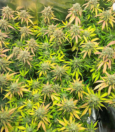 Семена сорта Auto Gorilla Blue fem (Advanced Seeds)