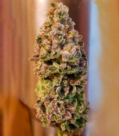 Семена сорта Cap Junky fem (7CH American)