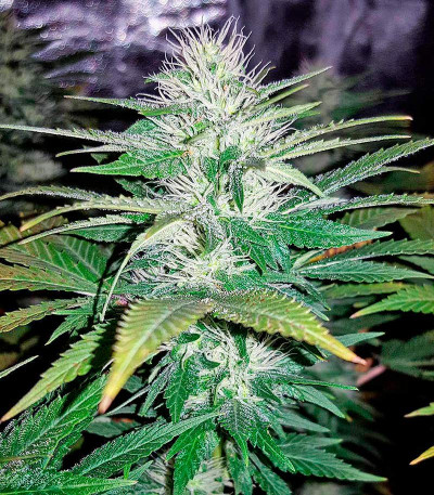 Семена сорта Northern Lights fem (Nirvana Seeds)