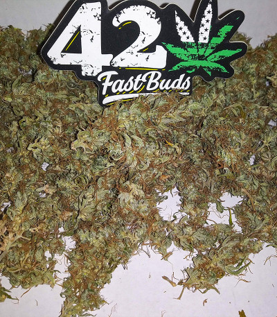 Семена сорта Original Auto Skunk fem (FastBuds)