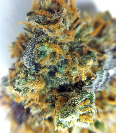 Семена сорта Sour Blueberry fem (Humboldt Seeds)