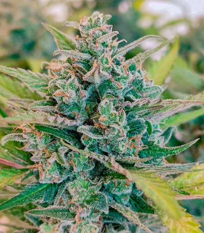 Семена сорта Sweet Zenzation XL Auto fem (Sweet Seeds)