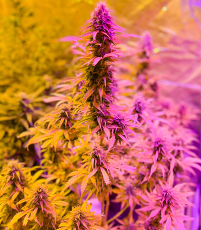 Семена сорта Gelato Auto fem (Семяныч)