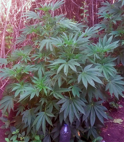 Семена сорта Kaia Kush fem (Green House Seed)