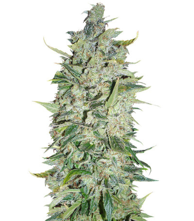 Семена сорта Black Widow fem (Семяныч)