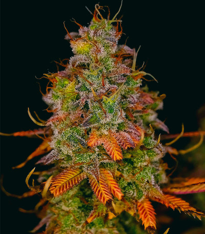 Семена сорта Blueberry OG fem (AlphaFem Seeds)