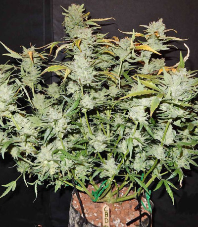 Семена сорта CBD Auto 1:1 auto fem (FastBuds Seeds)