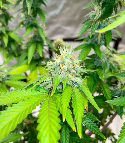 Семена сорта Monster Zkittles (Monster Genetics)