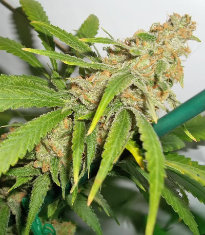 Семена сорта Pineapple Chunk fem (Семяныч)