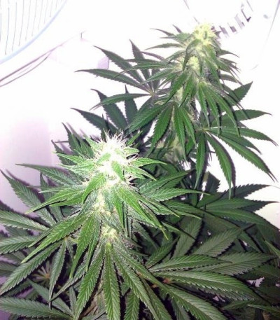 Семена сорта Special Kush 1 fem (Royal Queen Seeds)