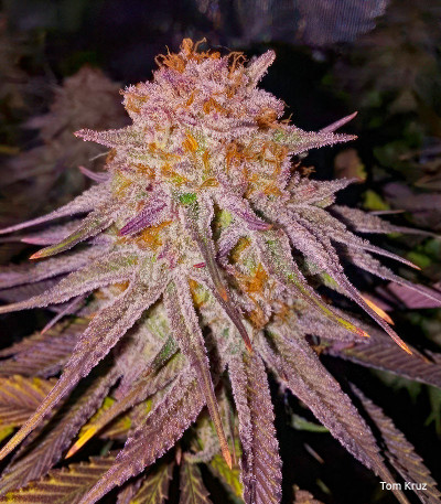 Семена сорта Mimosa Evo fem (Barneys Farm)