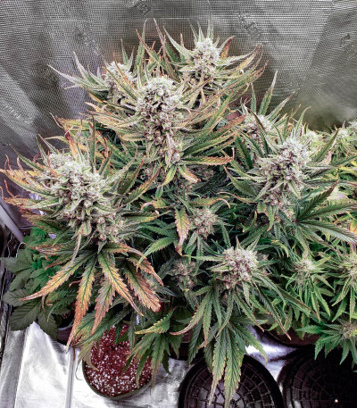 Семена сорта Wedding Glue Auto fem (FastBuds)