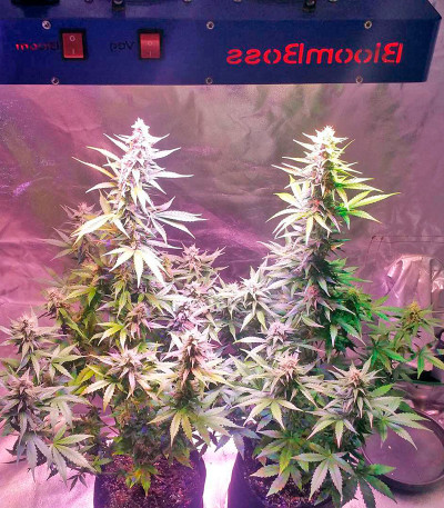 Семена сорта AK-48 Automatic fem (Nirvana Seeds)