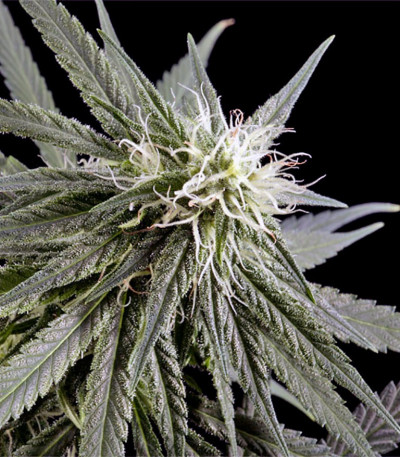 Семена сорта Arjan's Haze #2 fem