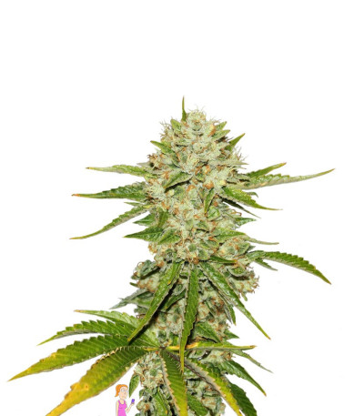 Семена сорта Wreckage fem