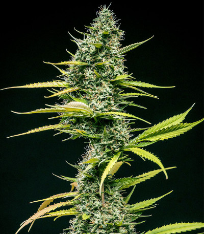 Семена сорта Mimosa Auto fem (Семяныч)