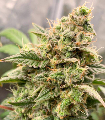 Семена сорта Monster Gelato Auto (Monster Genetics)