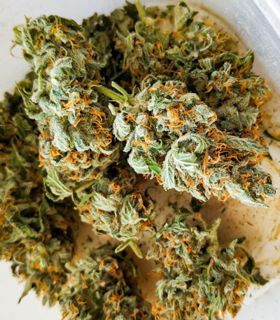 Семена сорта Amnesia Lemon Auto fem (Семяныч)