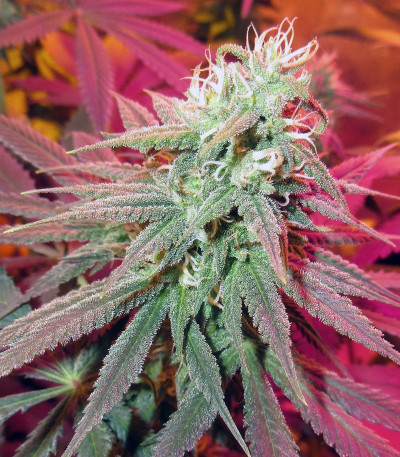 Семена сорта Green Gelato fem (Royal Queen Seeds)