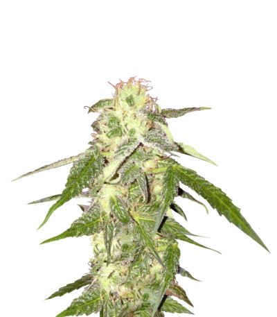 Семена сорта Amnesia Vip fem (VIP seeds)