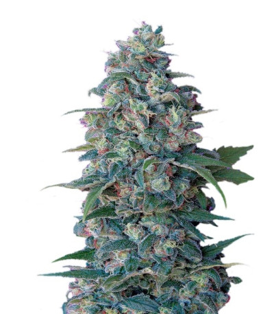 Семена сорта Hashberry reg (Mandala Seeds)