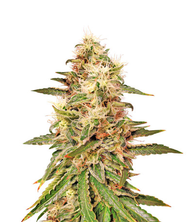 Микс семян конопли Sativa Photo Mix fem (Семяныч)