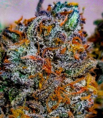 Семена сорта Grape Kong Auto fem от Семяныча