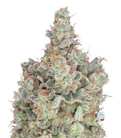 Семена сорта Total Paralysis fem (Heavyweight Seeds)