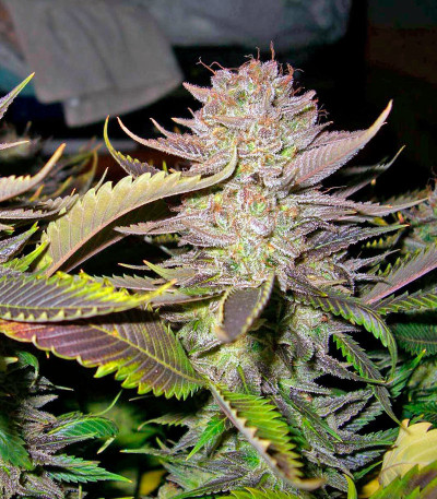 Семена сорта Smile fem (Kannabia Seed Company)