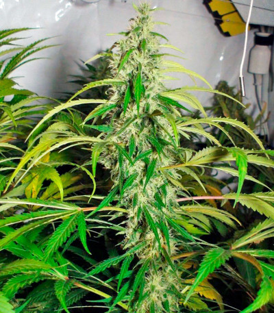 Семена сорта Sweet Tai fem (Sweet Seeds)