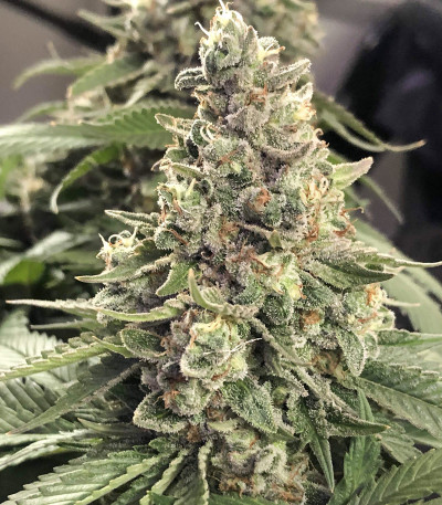 Семена сорта Northern Lights fem (Pyramid Seeds)