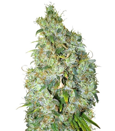 Семена сорта Northen Light X Skunk fem (World of Seeds)