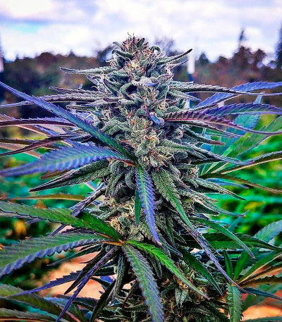 Семена сорта Blue Dream fem (Humboldt Seeds)