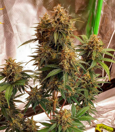 Семена сорта Godzilla Cookies Auto fem (Herbies Seeds)