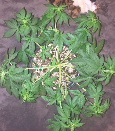 Семена сорта Kali´s White Shadow fem (KFC Seeds)