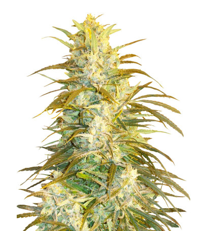 Семена сорта Satori x Mountain Gold regular (Mandala Seeds)