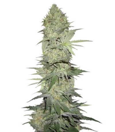 Семена сорта White Widow Automatic fem (Nirvana Seeds)