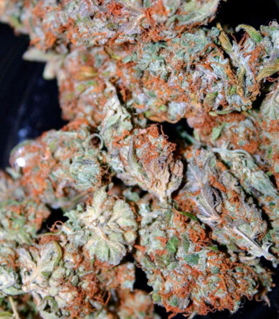 Семена сорта Super Haze reg (Dutch Passion)