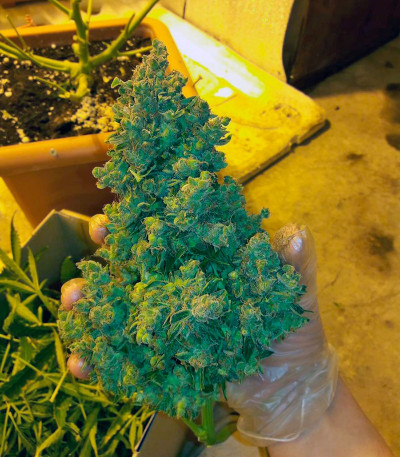 Семена сорта Auto American Pie fem (Pyramid Seeds)