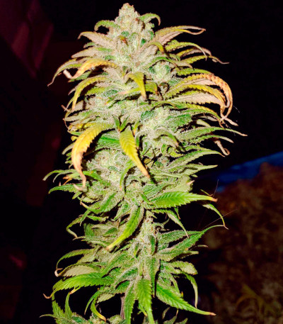 Семена сорта Glue Kripple fem (Dr. Krippling Seeds)