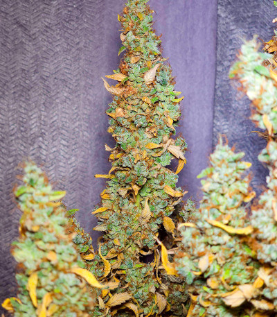 Семена сорта конопли Haze Auto