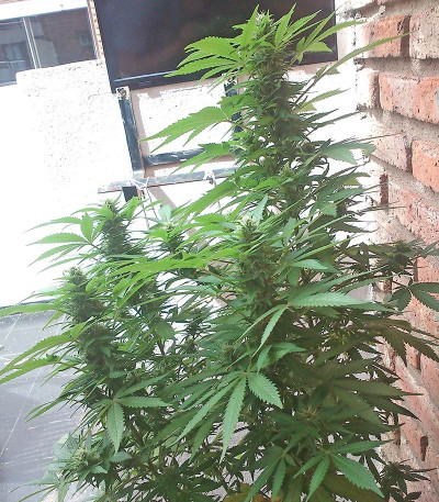 Семена сорта White Siberian fem (Dinafem Seeds)